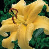 Oriental Lily Golden Star Gazer- Summer Bulb | K. van Bourgondien