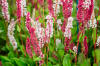 Persicaria affinis | BBC Gardeners World Magazine