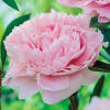 Sarah Bernhardt Double Peony (Pink) - Michigan Bulb