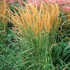 Image result for Calamagrostis 'Karl Foerster' grass
