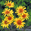Image result for Burning Hearts heliopsis