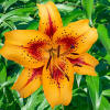 Florissa 'Hotel California' Oriental Asiatic Lily - 2 Bulbs/Pkg