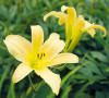 Image result for Hyperion daylily