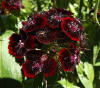 Sweet William 'Sooty' (Dianthus barbatus var. nigrescens) | Sweet william,  Dianthus barbatus, Cottage garden
