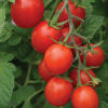 Tidy Treats VF (Hybrid Grape Tomato Untreated) - Stokes Seeds