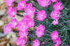 Dianthus gratianopolitanus 'Firewitch' (Cheddar Pink)