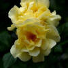 Rose (Rosa &#39;Lemon Meringue&#39;) in the Roses Database - Garden.org