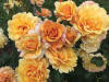Image result for Gold & Great rose