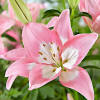 Buy Lilies Lilium 'Levi' pink | Bakker.com