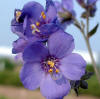 Polemonium yezoense 'Purple Rain' | Perennial Resource