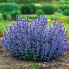 Cats Pajamas Catmint - Flowers And Bulbs | Veseys