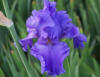 Iris germanica 'Breakers', Bearded Iris, sun, blue flower | Landscape  services, Professional landscaping, Landscape contractor