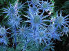 Image result for blue hobbit sea holly