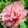 Shop Hillary Itoh Peony | Best Deals on Peonies | Breck's