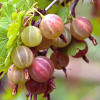 American Gooseberry &#39;Pixwell&#39; (Ribes hirtellum) | My Garden Life