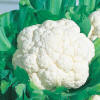 Snow Crown Hybrid Cauliflower | Gurney&#39;s Seed &amp; Nursery Co.