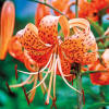 Sun Perennials: Orange Tiger Lily from Michigan Bulb