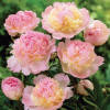 Raspberry Sundae Peony - Flowers And Bulbs | Veseys