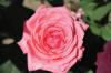 Rosa &#39;Canada Blooms&#39; | J.C. Bakker &amp; Sons Ltd.
