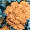 Clementine (Cauliflower/orange) - Stokes Seeds