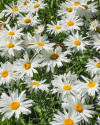 Leucanthme Sweet Daisy Rebecca - Willemse France