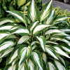 Image result for Cool As A Cucumber hosta