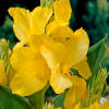 Canna 'Yellow King Humbert' - Ruigrok Flowerbulbs