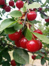 Crimson Passion Cherry Tree  Kiwi Nurseries Ltd