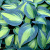 Hosta 'Touch of Class' Plantain Lily from Sandy's Plants