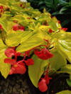 Begonia x hybrida 'Canary Wing' Begonia 'Canary Wing' from Plantworks  Nursery