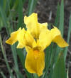 Iris pumila 'Gleaming Gold' from NVK Nurseries
