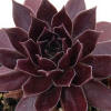 Sempervivum x 'Chocolate Kiss' CHICK CHARMS CHOCOLATE KISS HENS & CHICKS  from Sooner Plant Farm