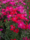 Image result for Zing Rose dianthus