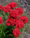 Dianthus barbatus Scarlet Fever | Scarlet Fever Perennial Sweet William