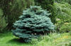 Globe Blue Spruce (Picea pungens 'Globosa') in Winnipeg Headingley Oak  Bluff Manitoba MB at Shelmerdine Garden Center