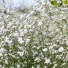 Baby's Breath- Snowflake seeds | The Seed Collection
