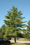 White Pine (Pinus strobus) in Burlington Waterdown Dundas Ontario Ontario  ON at Connon Nurseries