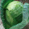 Image result for Gregorian cabbage