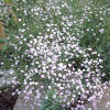 Gypsophila 'Rosenschleier' ('Rosy Veil') - Dorset Perennials