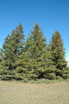 White Spruce (Picea glauca) in Burlington Waterdown Dundas Ontario Ontario  ON at Connon Nurseries