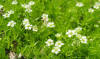 Irish Moss Plant: Perennial, Plush Ground Cover - Epic Gardening