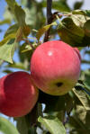 Parkland Apple (Malus 'Parkland') in Regina, Saskatchewan (SK) at Dutch  Growers Garden Centre