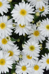 Leucanthemum Sweet Daisy Birdy | All-America Selections