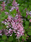 Lilac Bloomerang Dwarf Pink - Meadow Acres Garden Centre