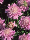 Scabiosa Pink Mist -- Bluestone Perennials
