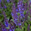 Salvia x nemorosa 'Violet Profusion' | Kiefer Nursery: Trees, Shrubs,  Perennials
