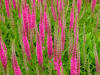 Veronica Spicata Red Fox|Vivaces|Plante|Fleurs|Trois-RiviresCentre Jardin  Passion
