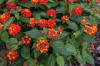 Annual 'Hot Blooded Red' Lantana | BOTANIX Garden Centre