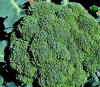 Image result for Blue Wind broccoli