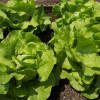 Image result for Butter Crunch ( Boston type) lettuce
